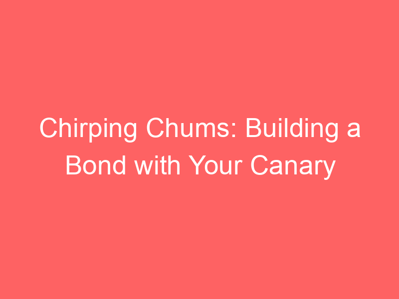 Chirping Chums: Building a Bond with Your Canary