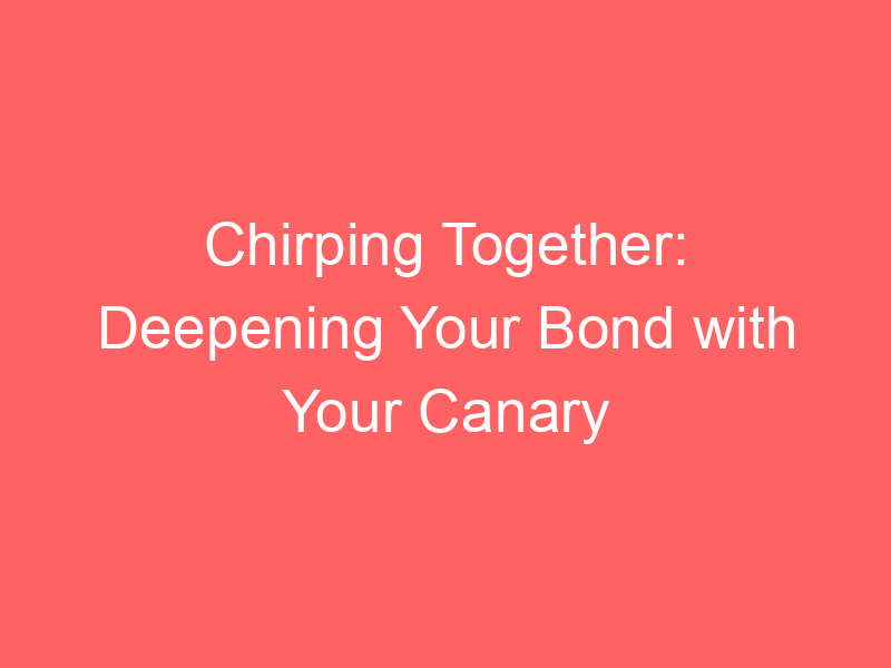 Chirping Together: Deepening Your Bond with Your Canary